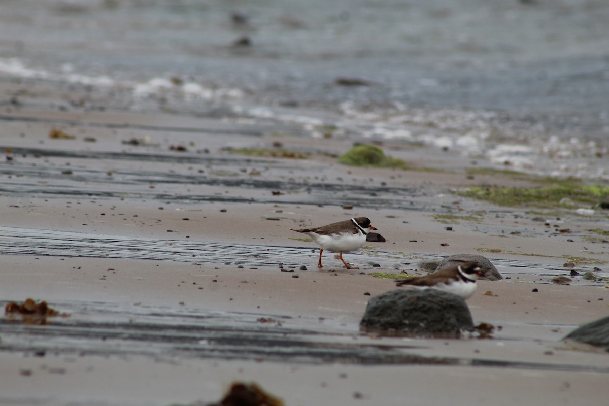 Semipalmated Plover - ML613332872