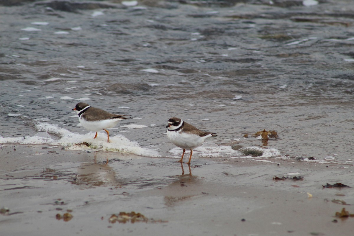 Semipalmated Plover - ML613332873