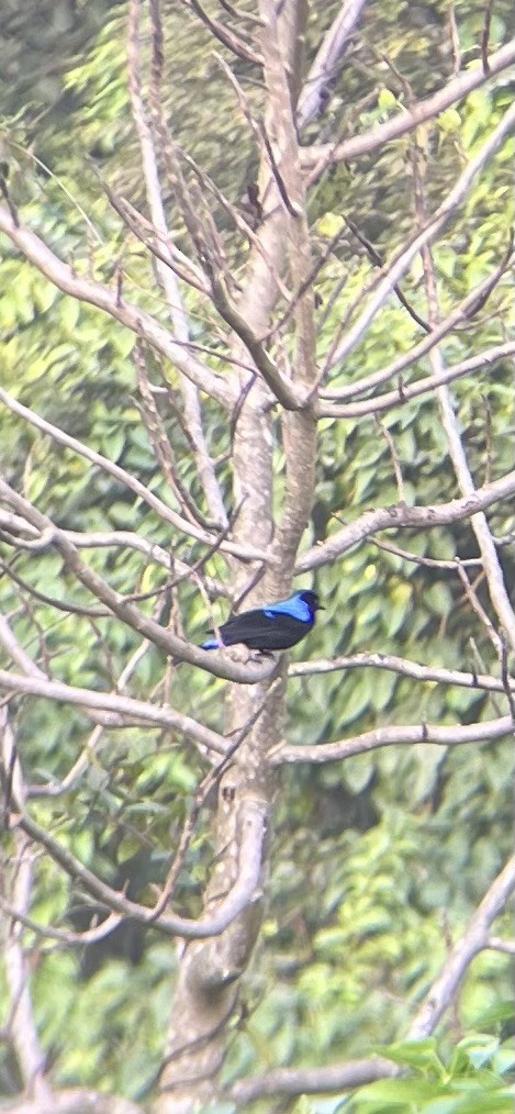 Asian Fairy-bluebird - ML613332876