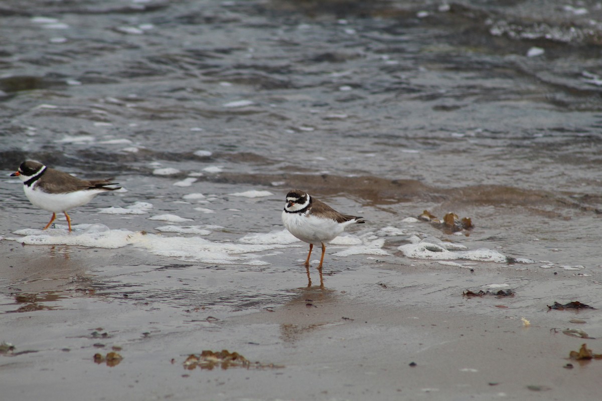 Semipalmated Plover - ML613332908