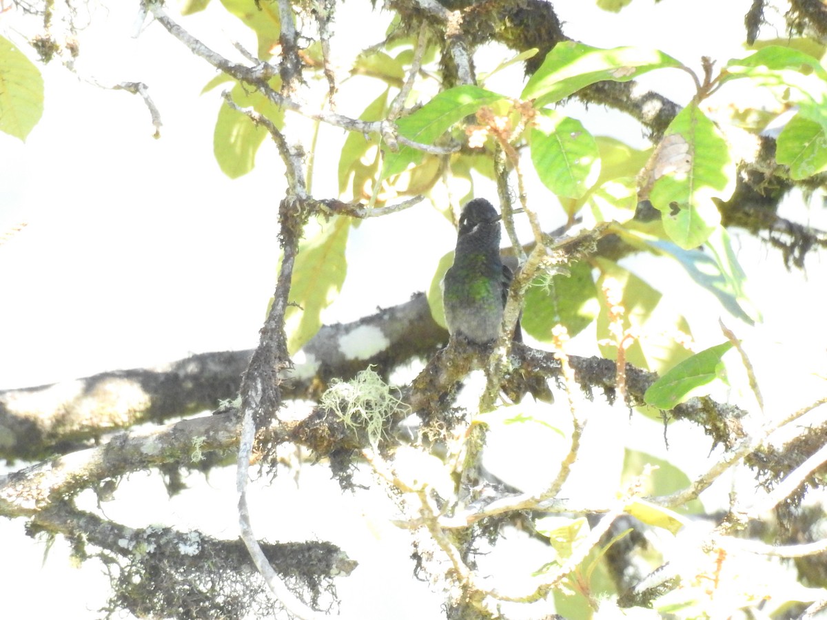 Emerald-chinned Hummingbird - ML613332958