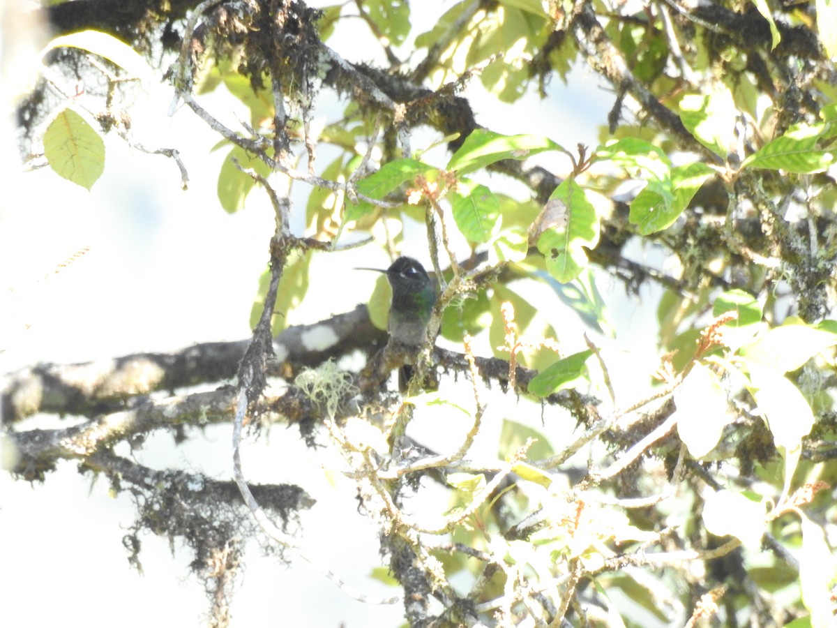 Emerald-chinned Hummingbird - ML613332961