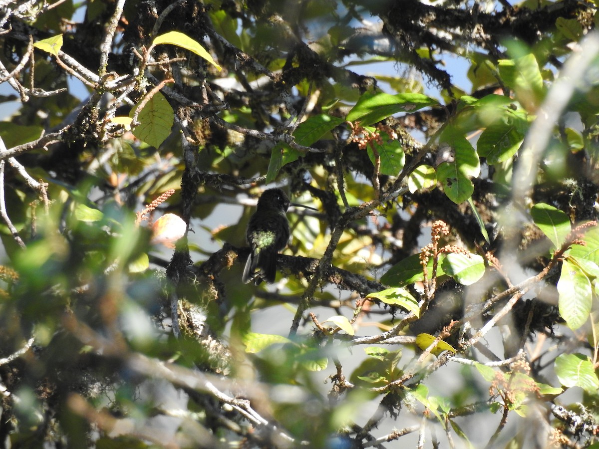 Изумрудогорлый колибри - ML613332962