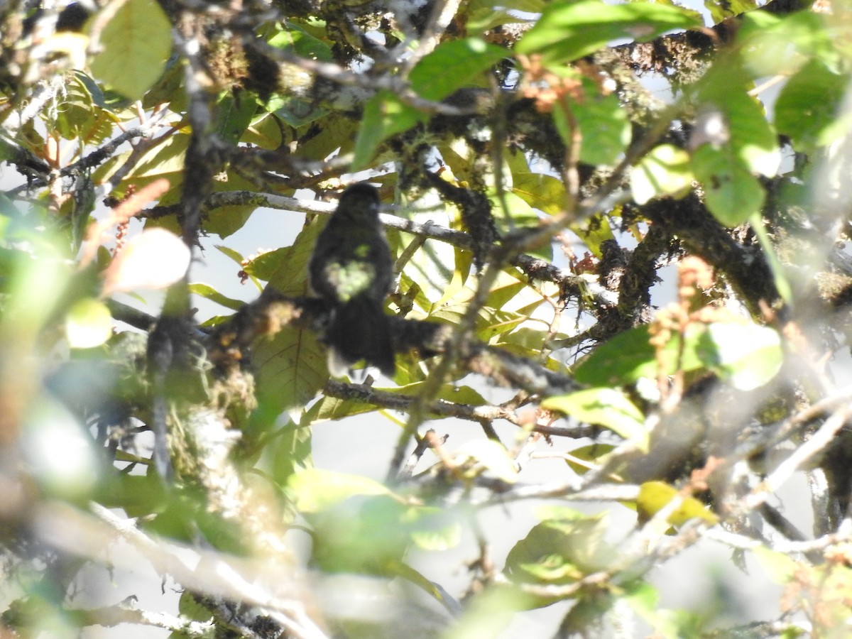 Emerald-chinned Hummingbird - ML613333000