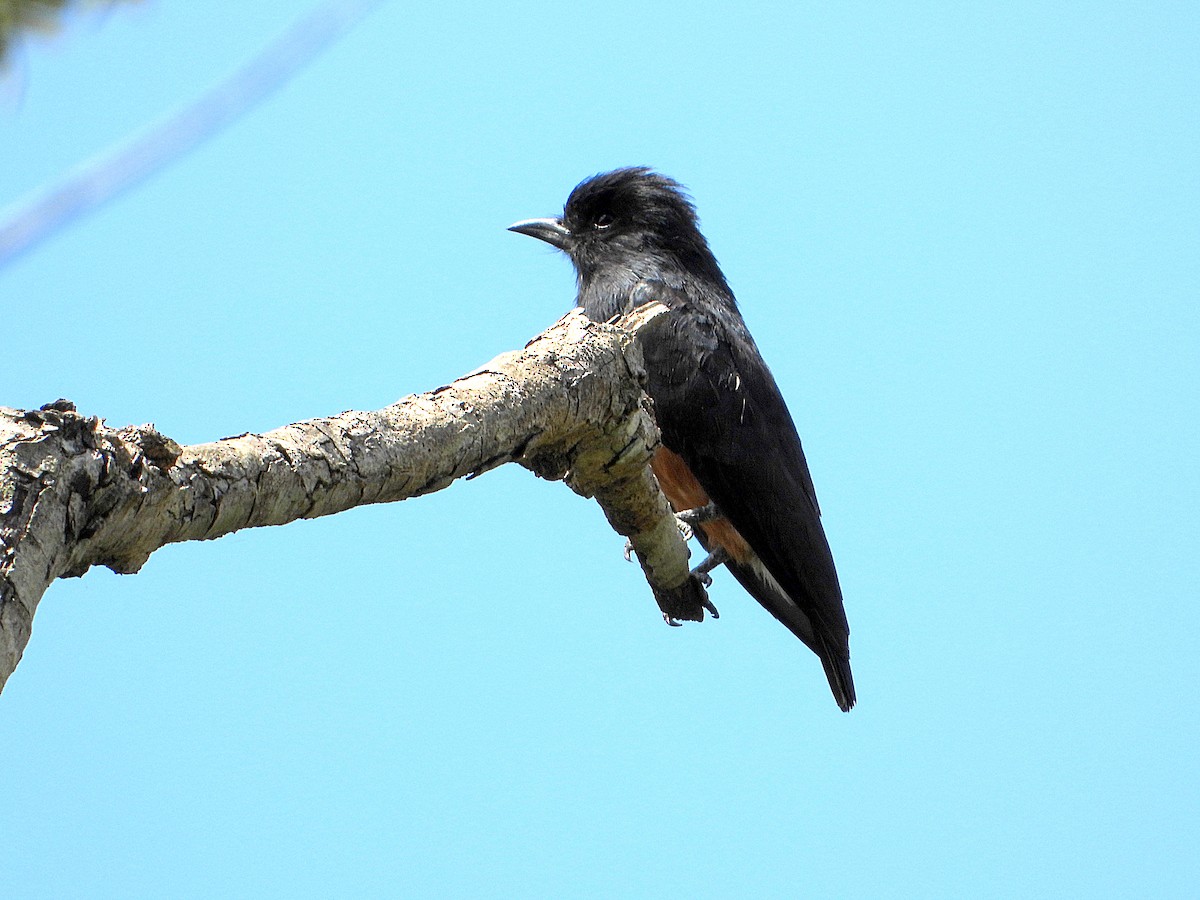 Swallow-winged Puffbird - ML613333005