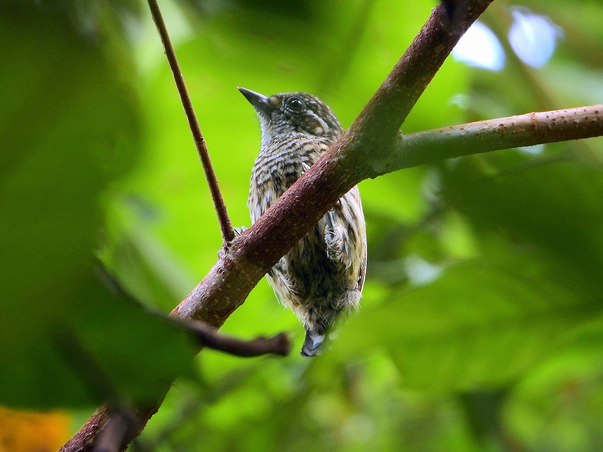 Bar-breasted Piculet - ML613333025
