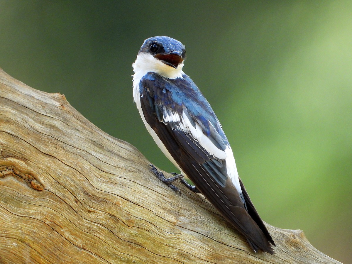 White-winged Swallow - ML613333113