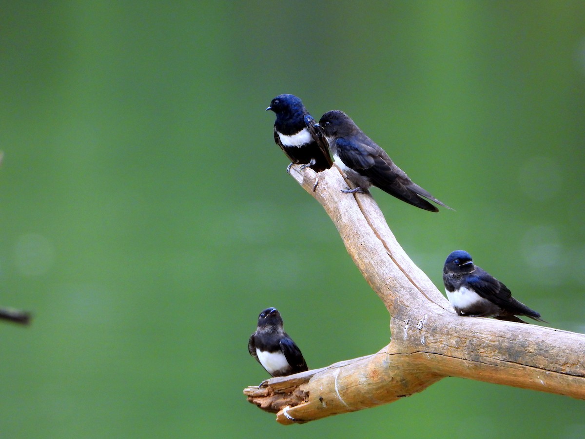 White-banded Swallow - ML613333119