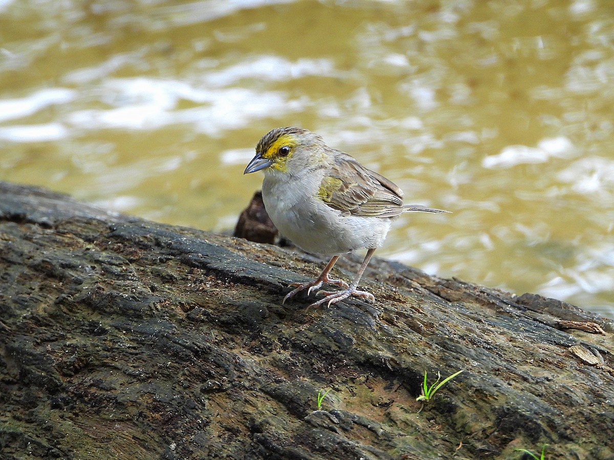 Yellow-browed Sparrow - ML613333156