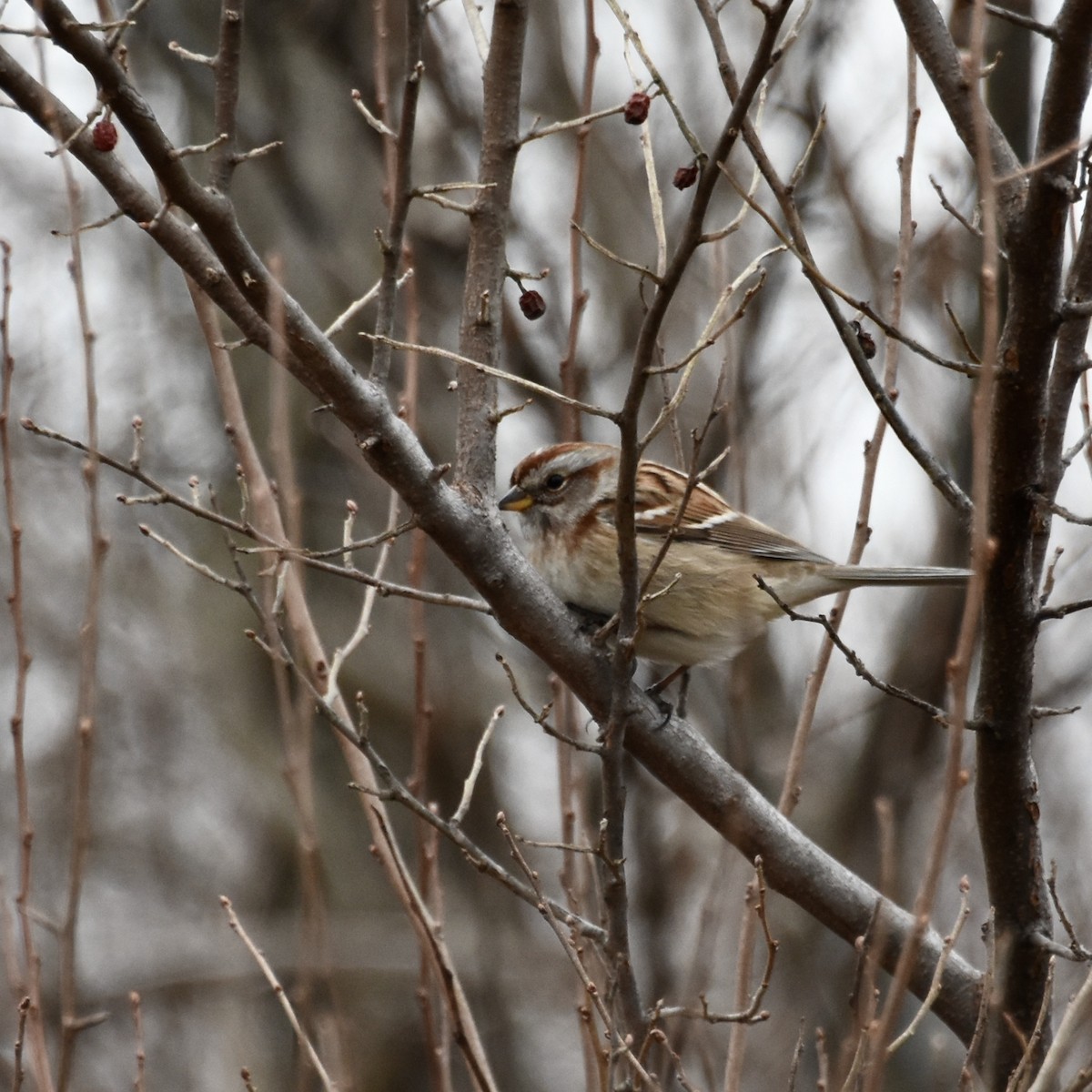 American Tree Sparrow - ML613333320