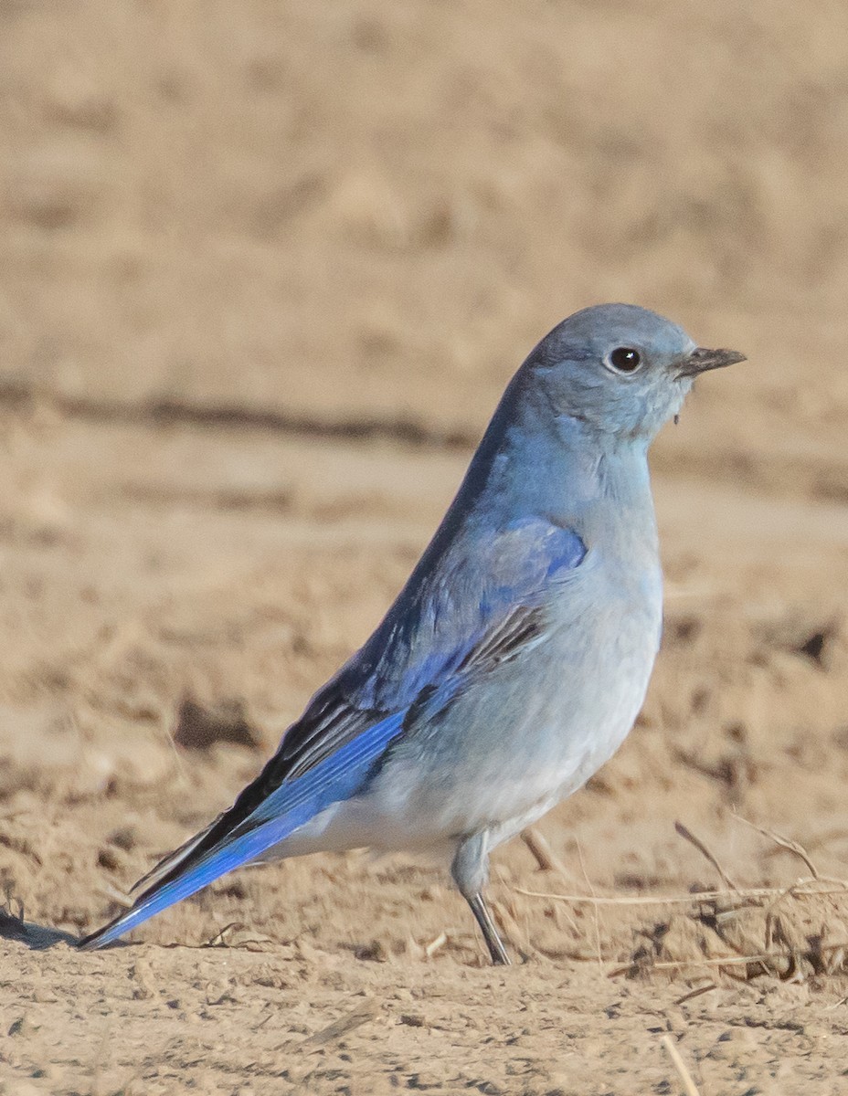 Ebird Checklist Jan Antelope Valley Ave K At Th St E