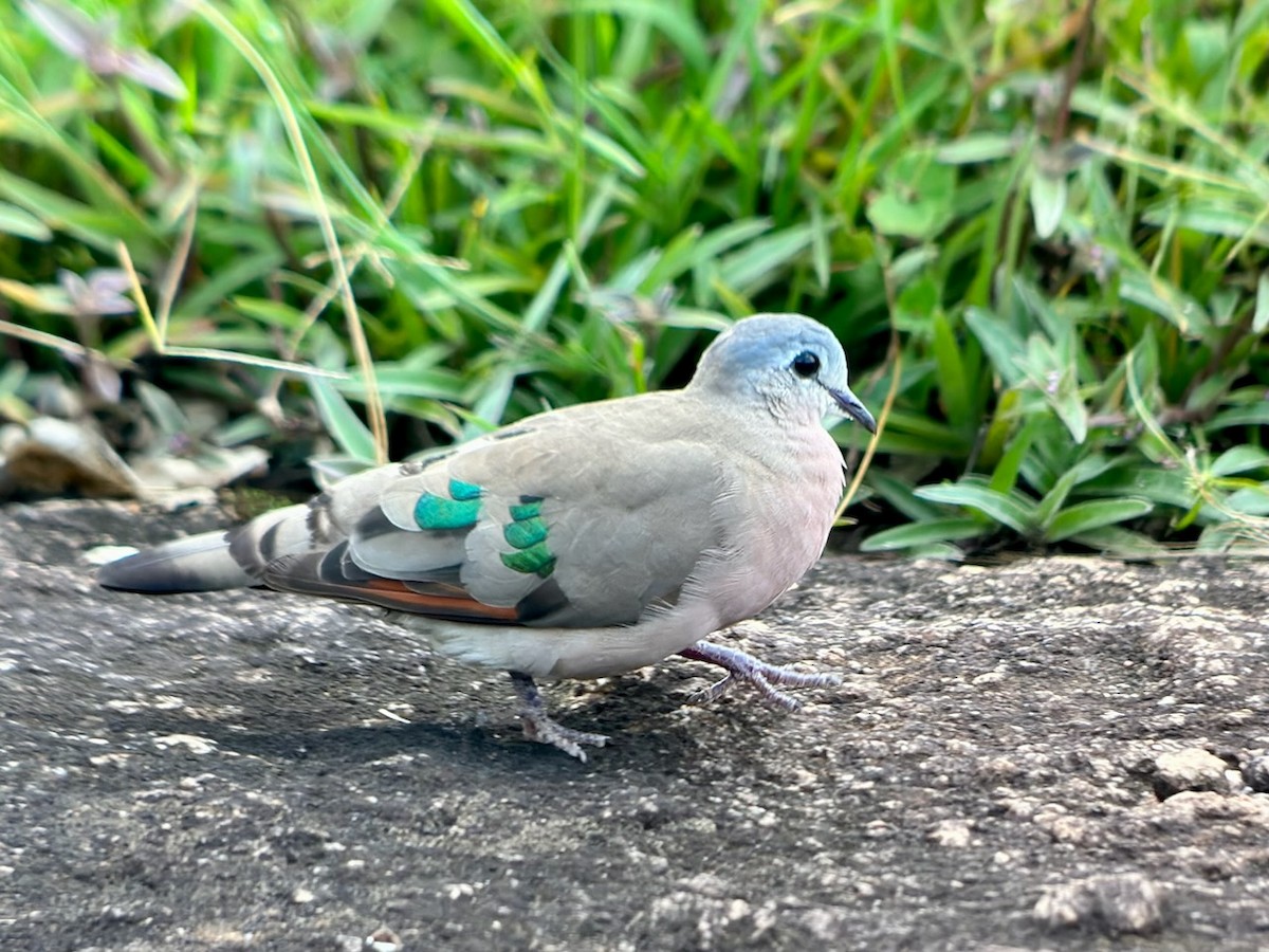 Emerald-spotted Wood-Dove - ML613333474