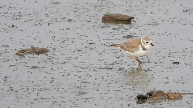 Piping Plover - ML613333535