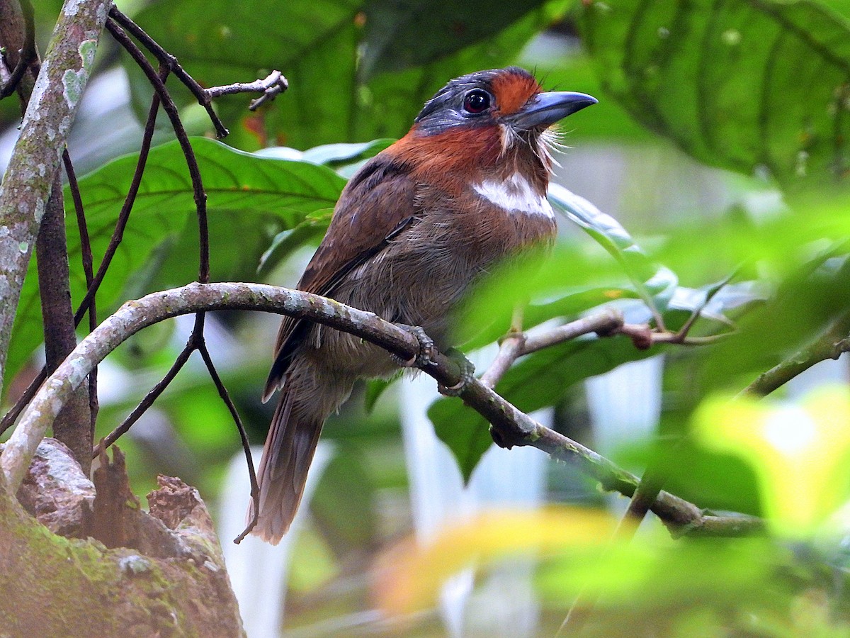 Rufous-necked Puffbird - ML613333772