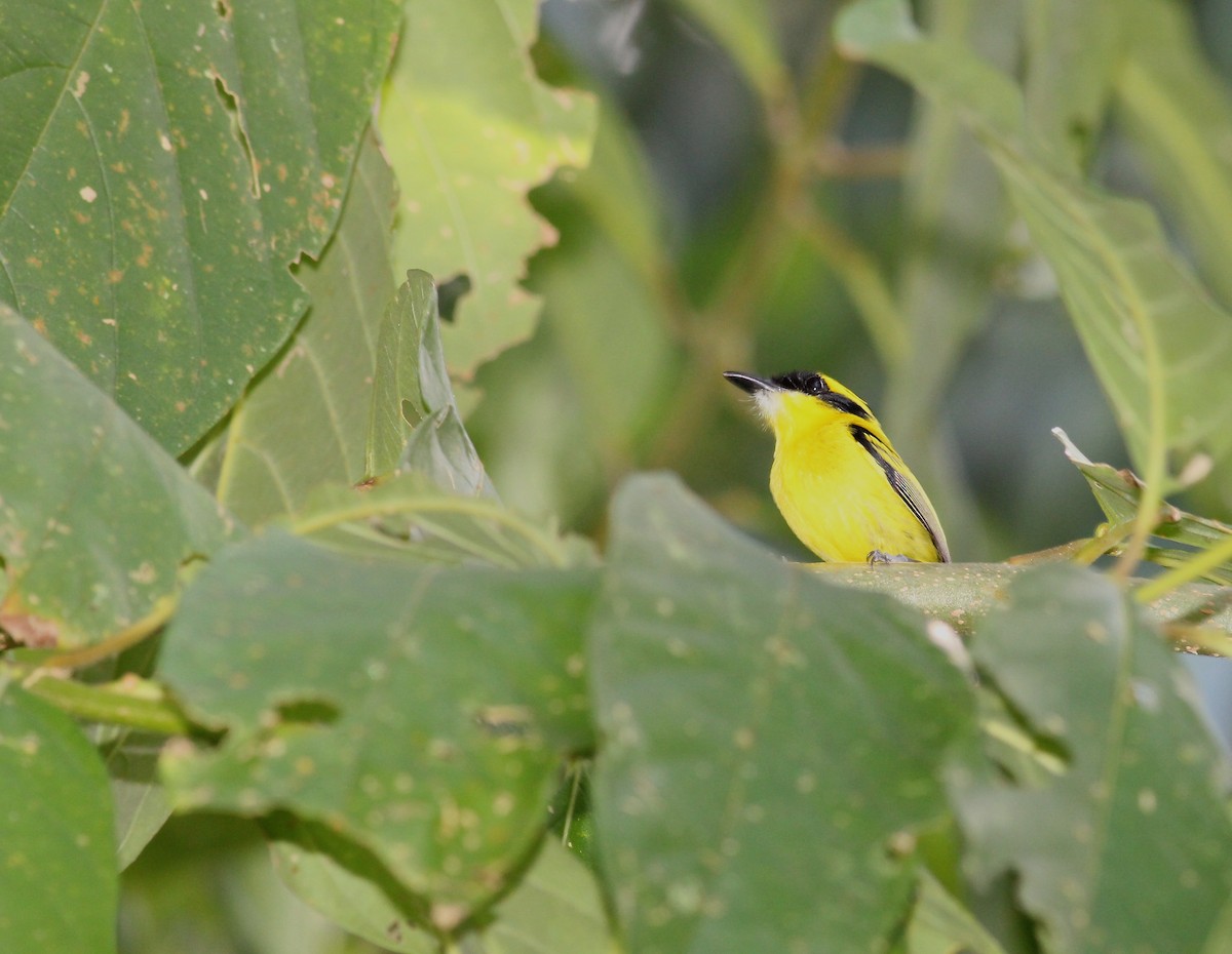 Yellow-browed Tody-Flycatcher - Terry Master