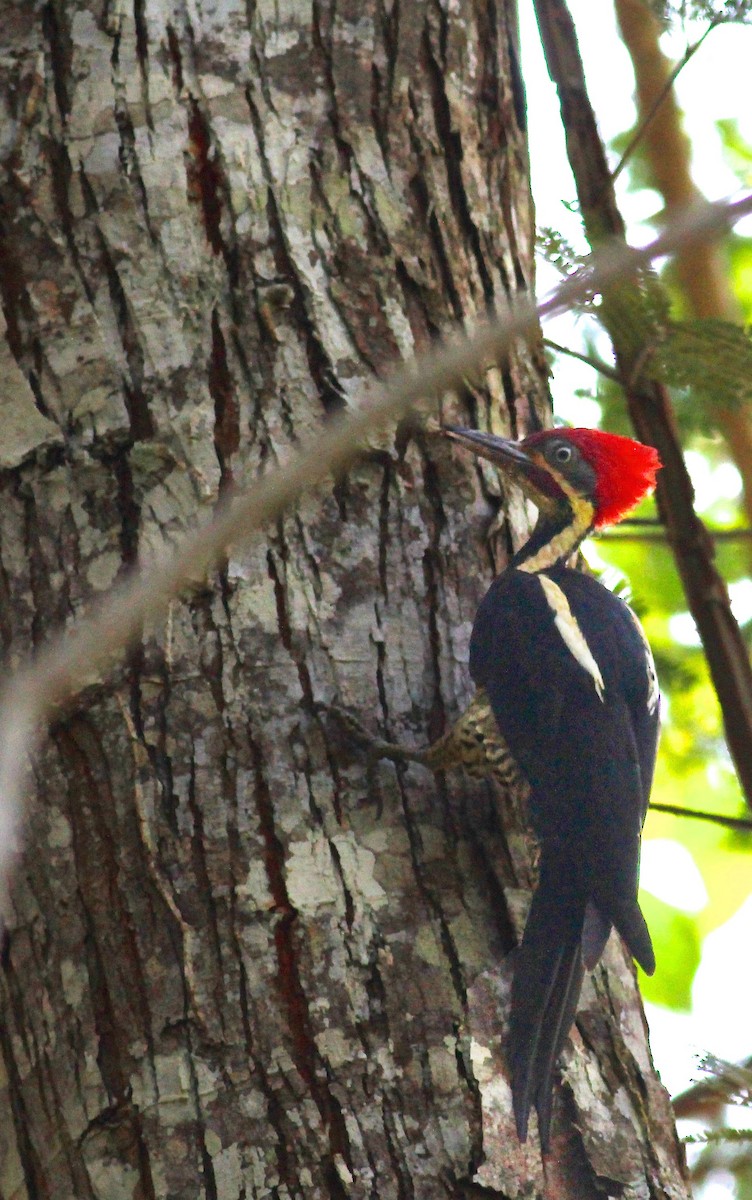 Lineated Woodpecker - Terry Master
