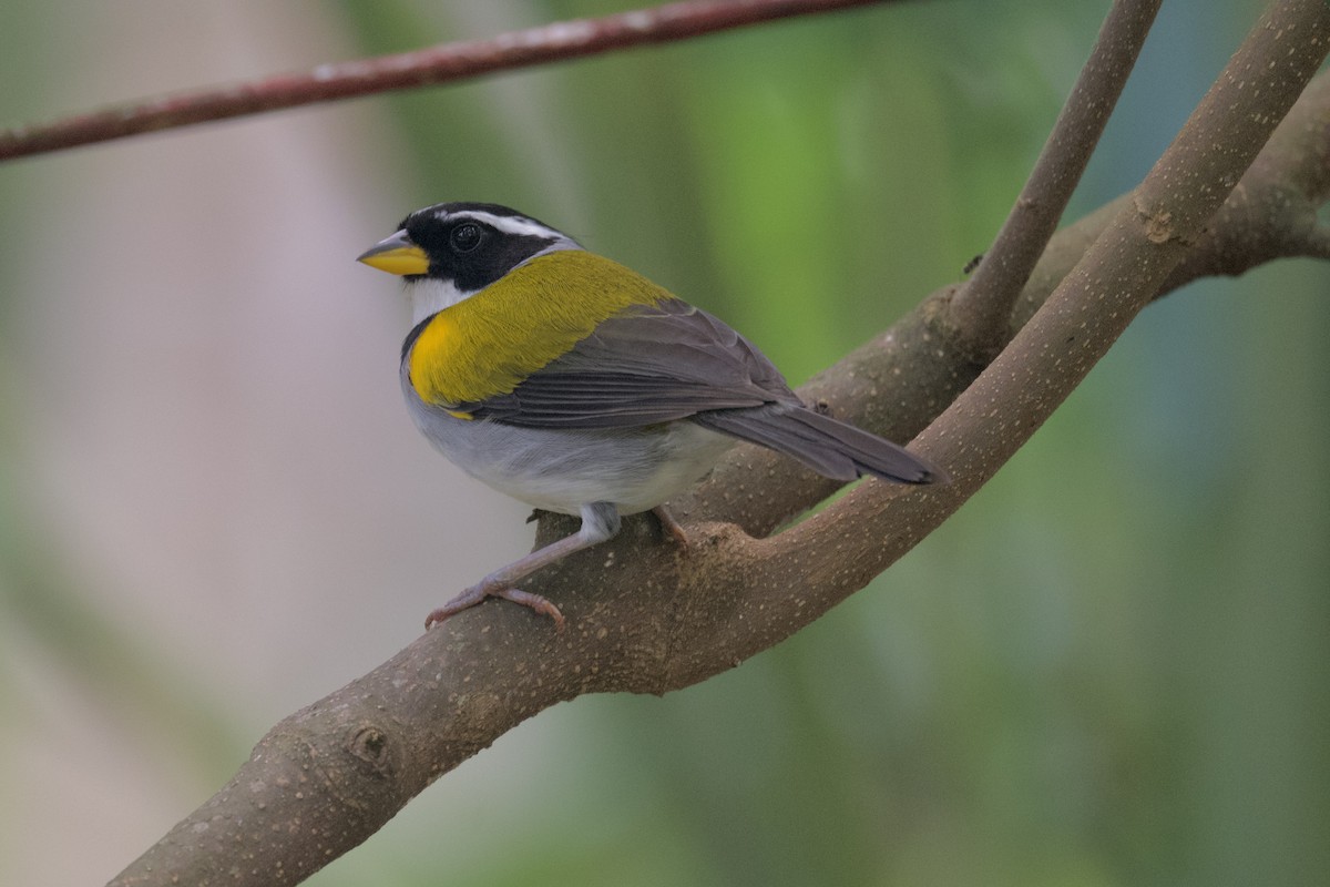Pectoral Sparrow (Yellow-mandibled) - ML613334007