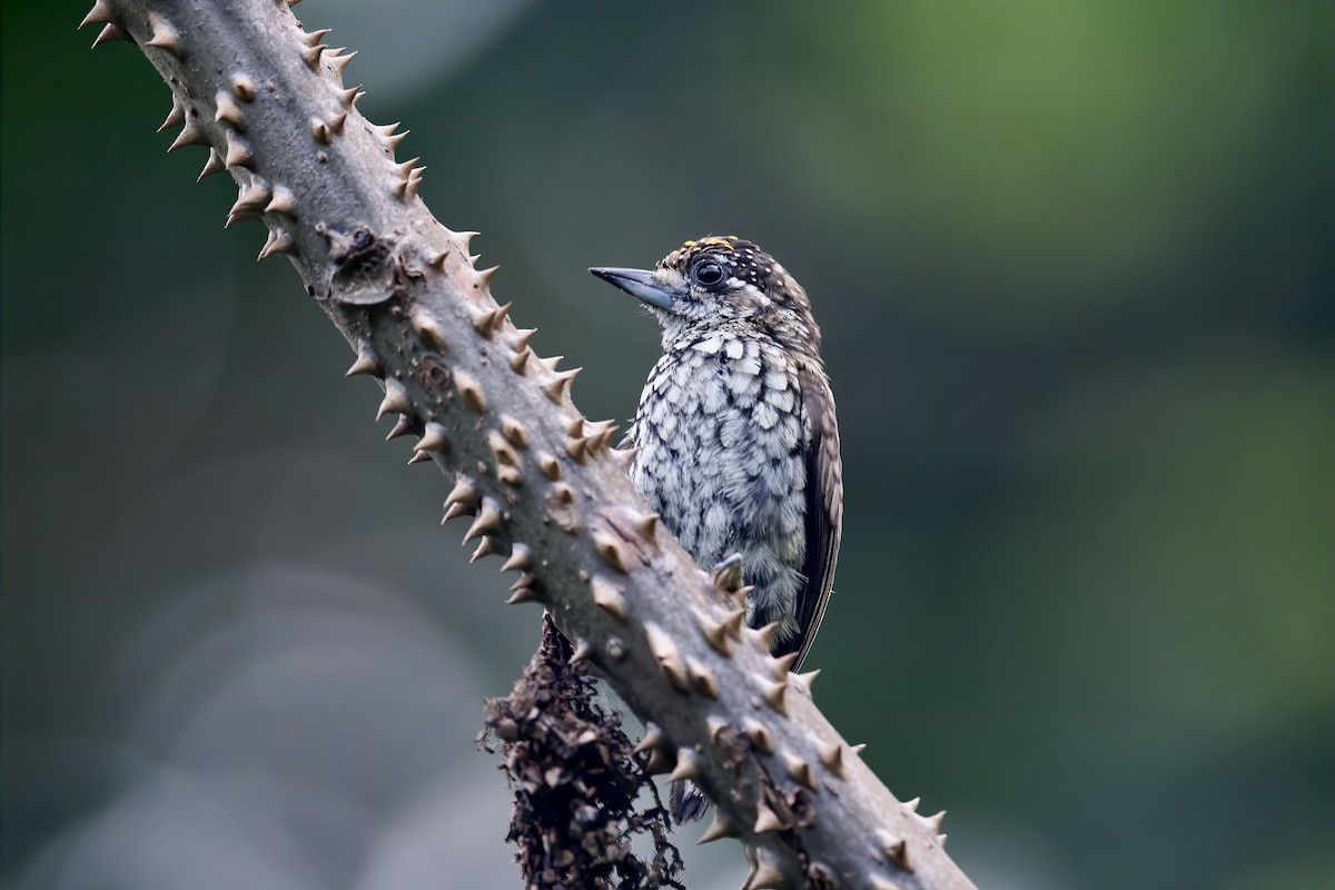Scaled Piculet - ML613334036