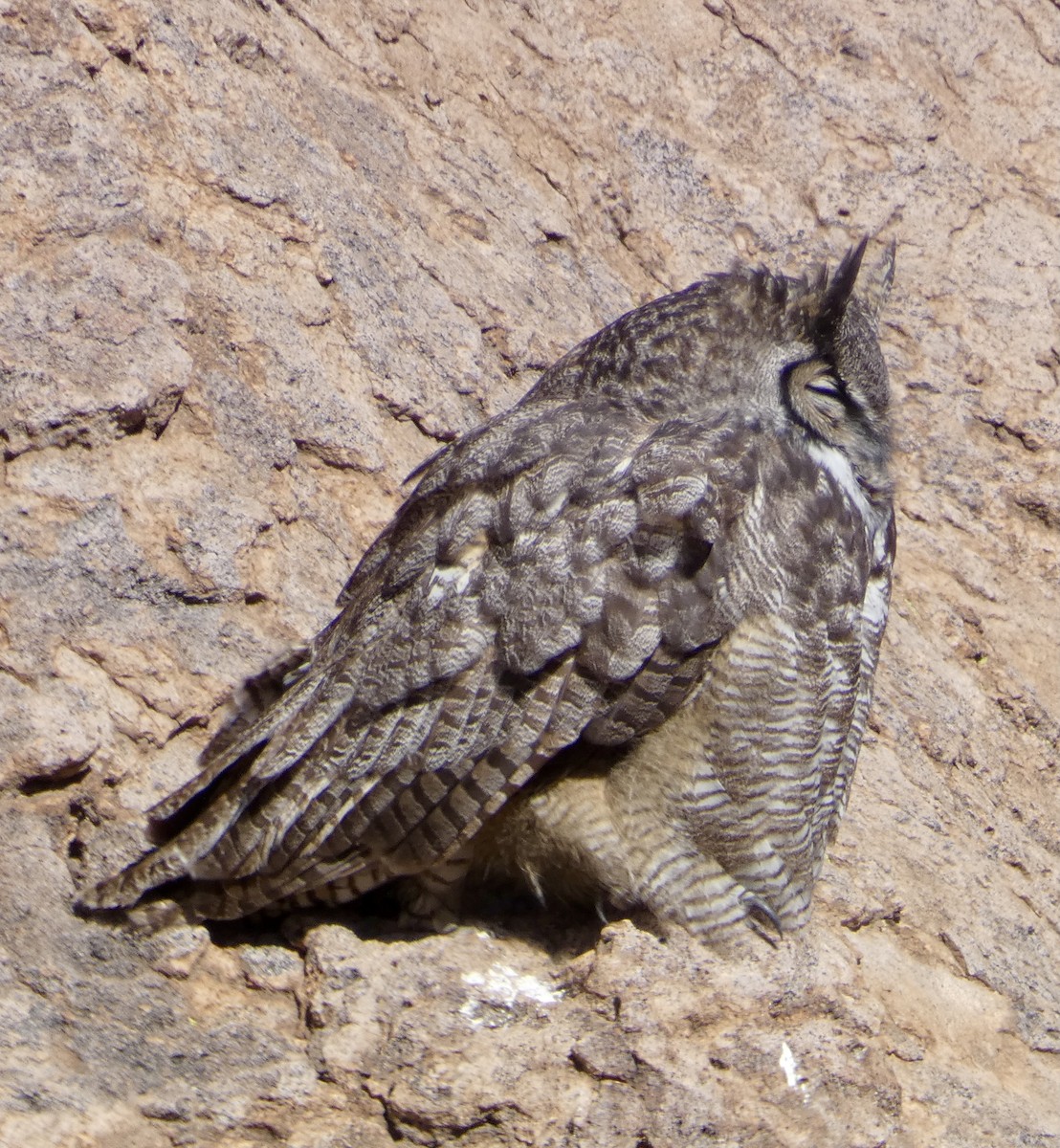 Great Horned Owl - ML613334086