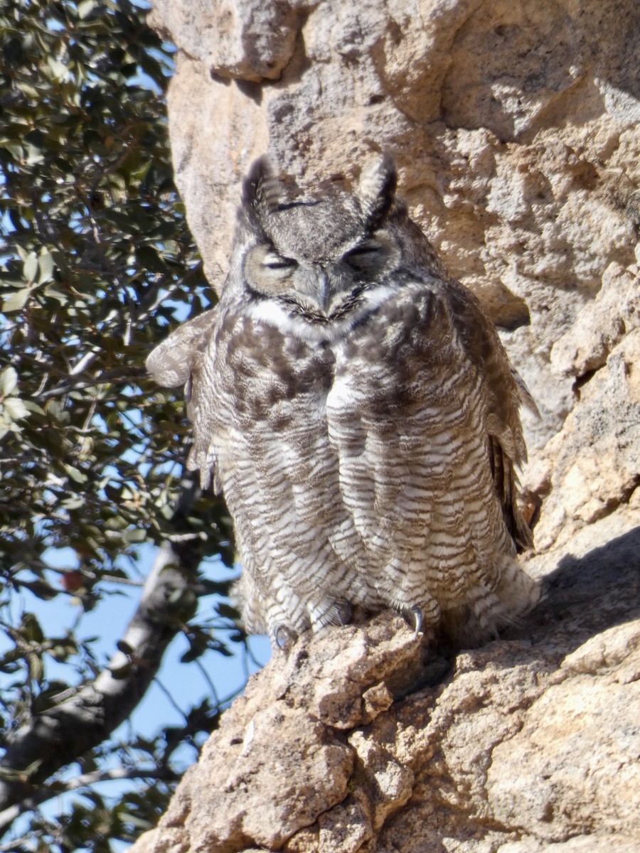 Great Horned Owl - ML613334087