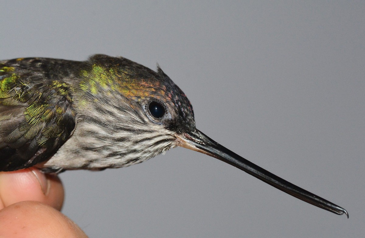Tooth-billed Hummingbird - ML613334106