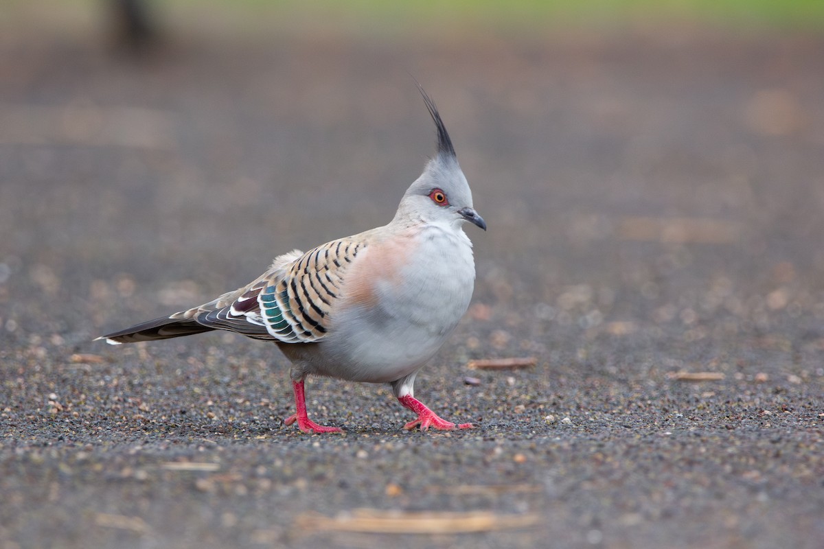 Crested Pigeon - ML613334353