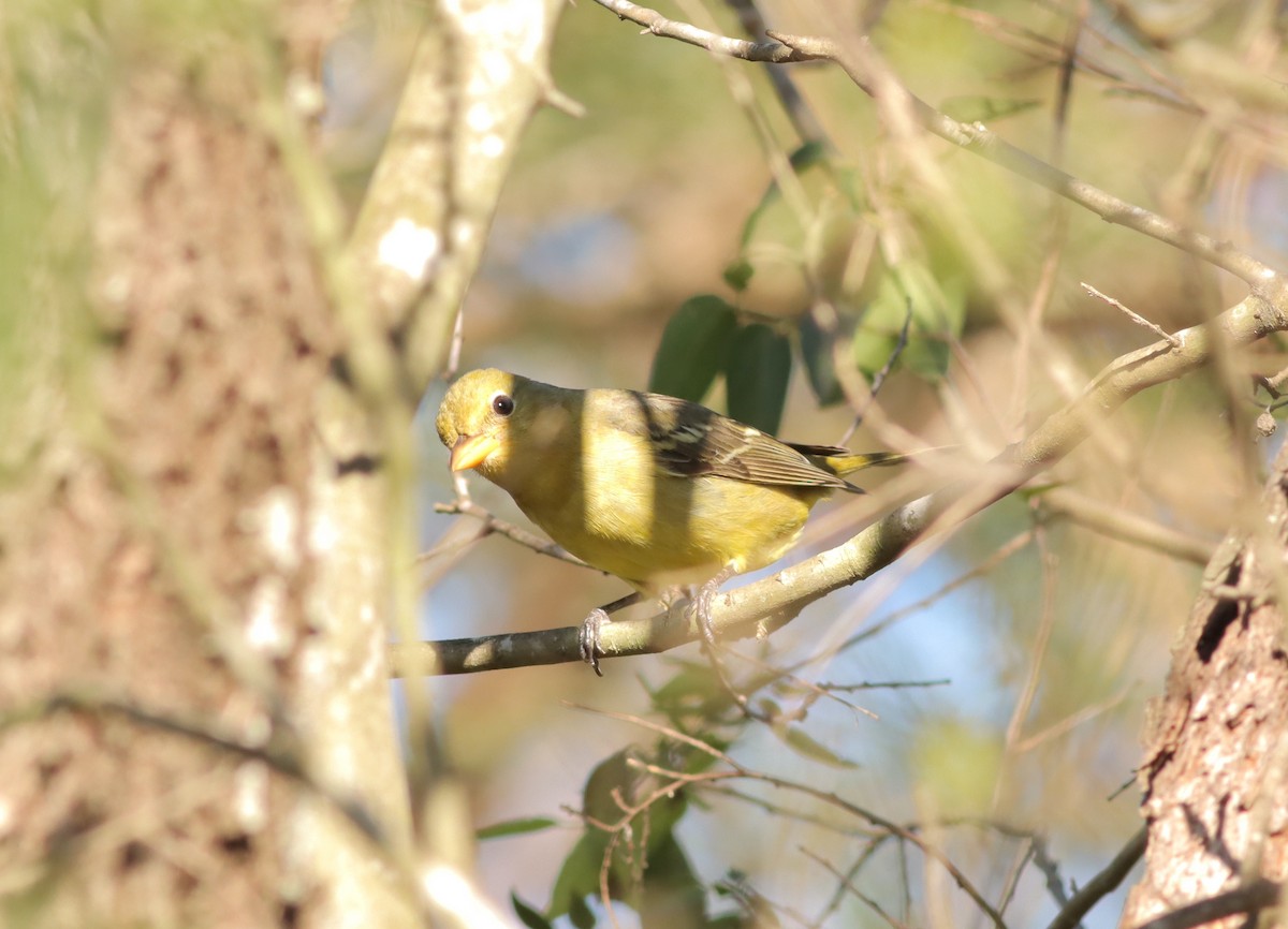 Western Tanager - ML613334440