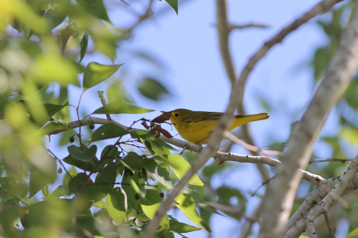 Yellow Warbler (Northern) - Justin LeClaire