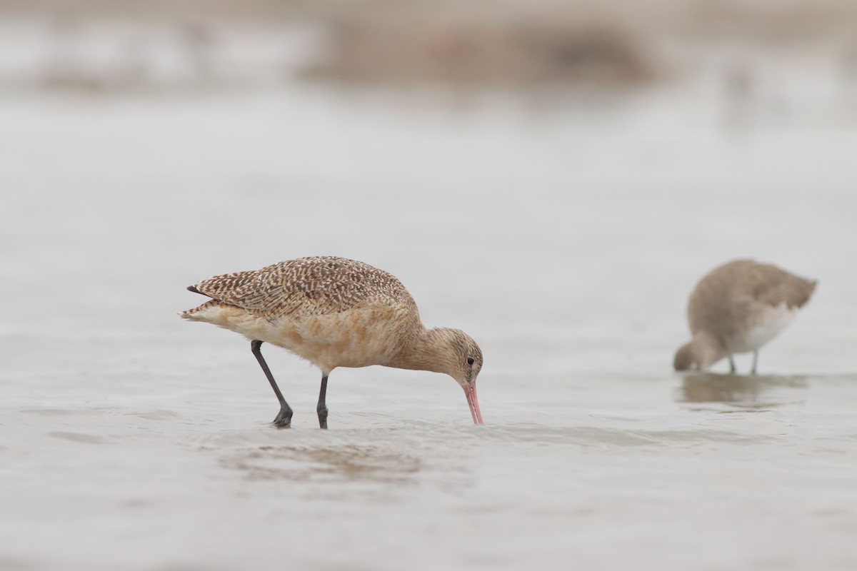 Marbled Godwit - Justin LeClaire