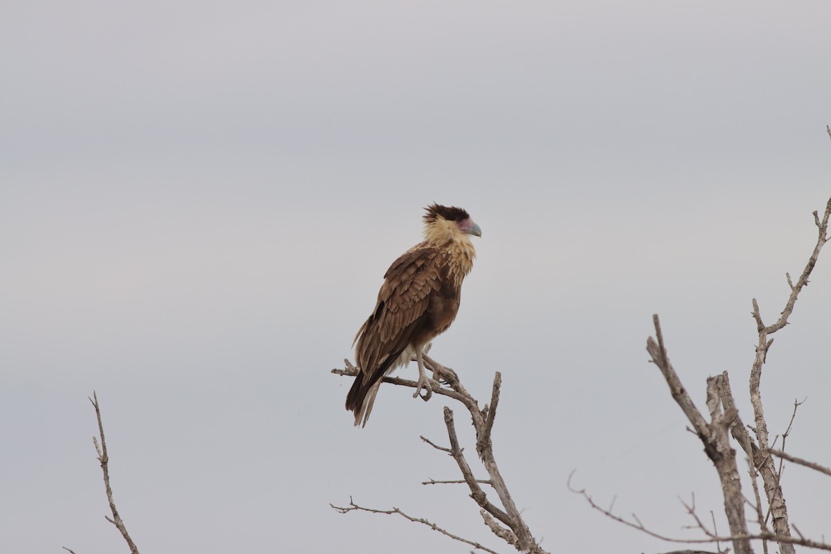 Crested Caracara - Justin LeClaire