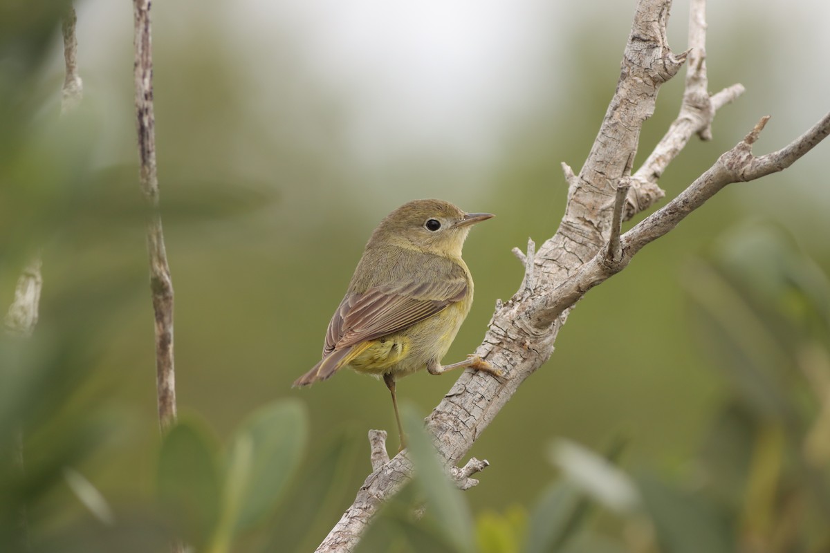 Yellow Warbler (Mangrove) - ML613334525
