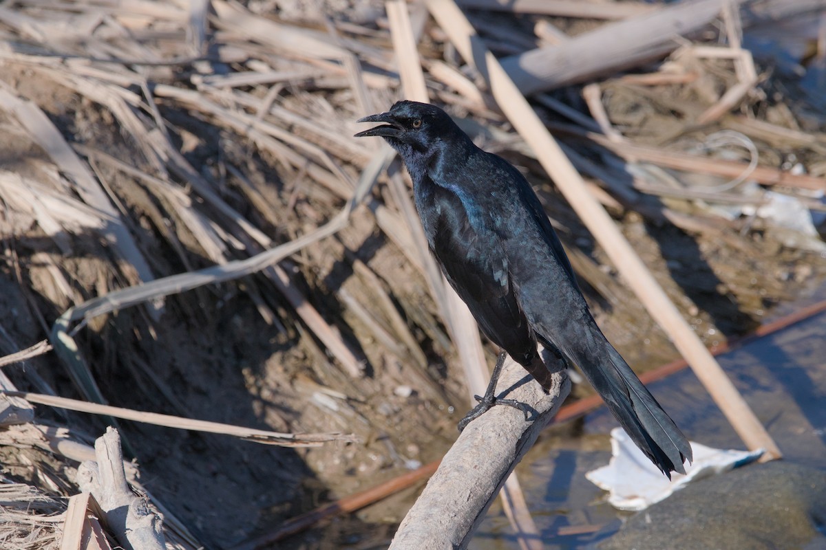 Great-tailed Grackle - ML613334554