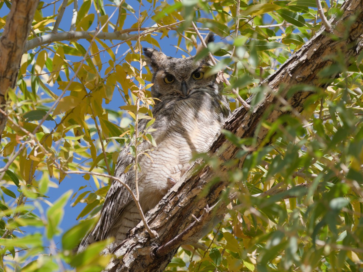 Great Horned Owl - ML613334576