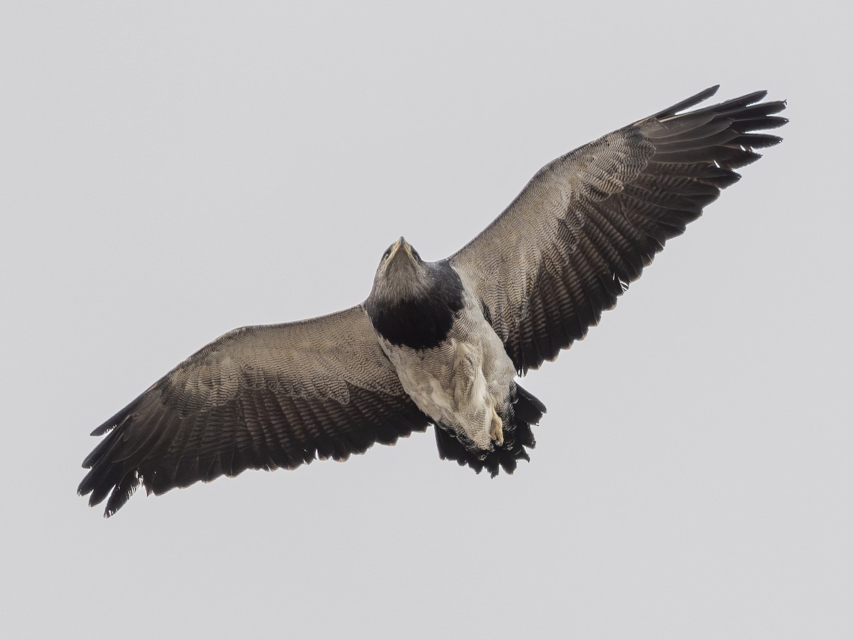 Black-chested Buzzard-Eagle - ML613334768