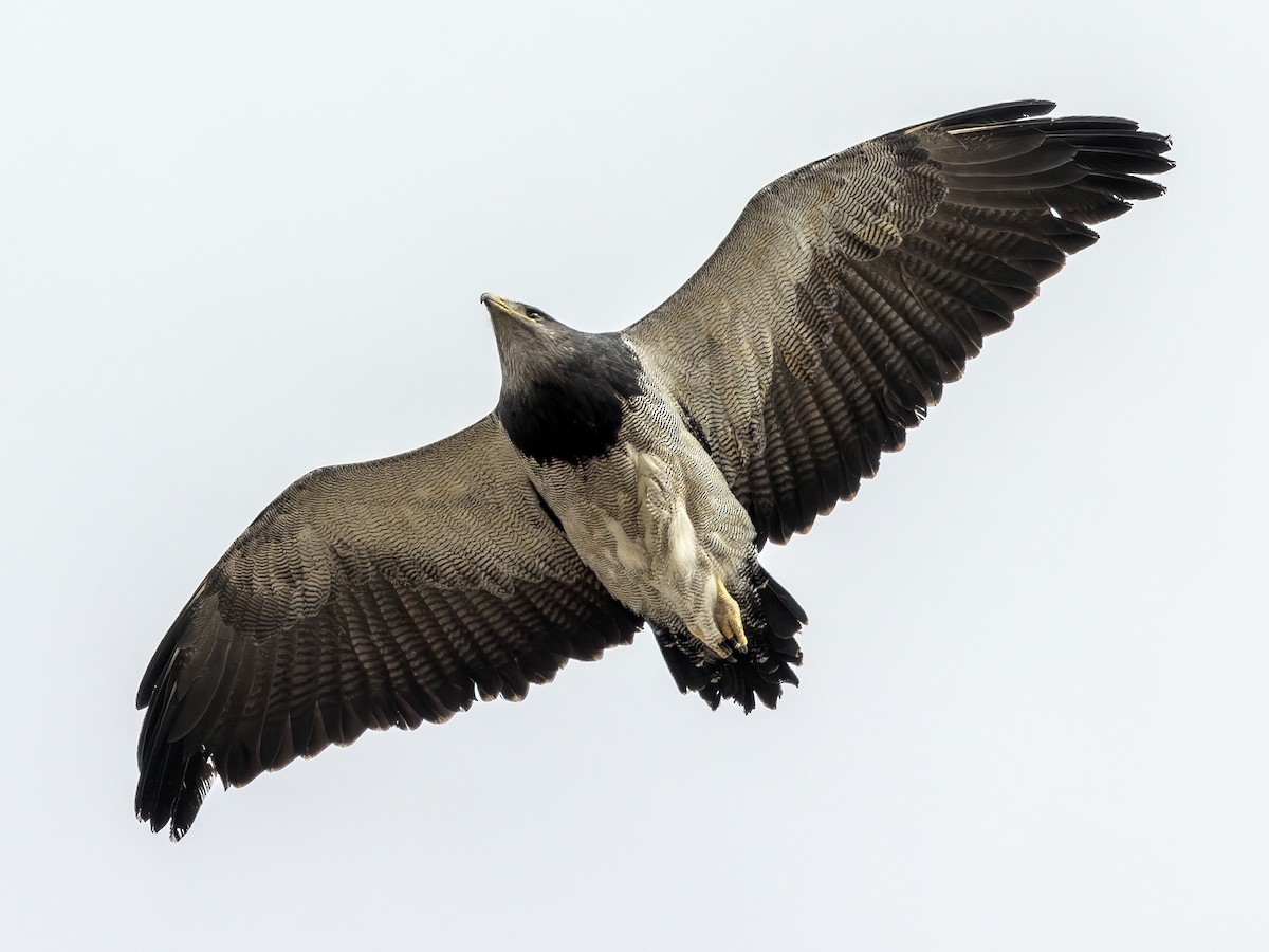 Black-chested Buzzard-Eagle - ML613334769