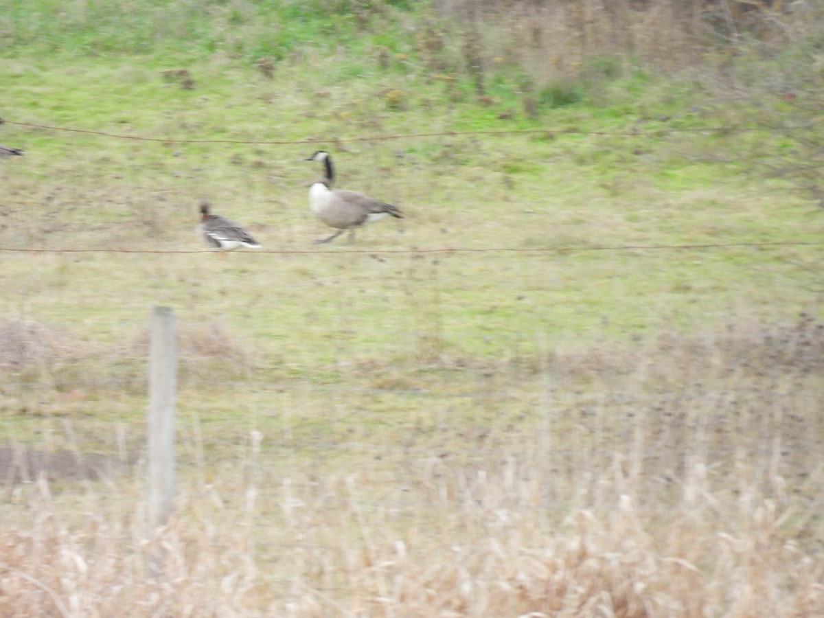 Greater White-fronted Goose - ML613334952