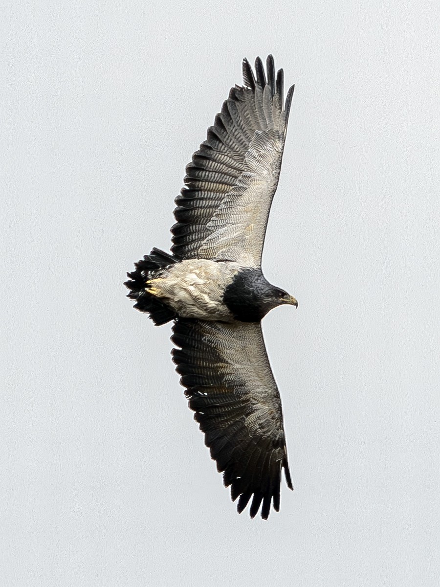 Black-chested Buzzard-Eagle - ML613335098
