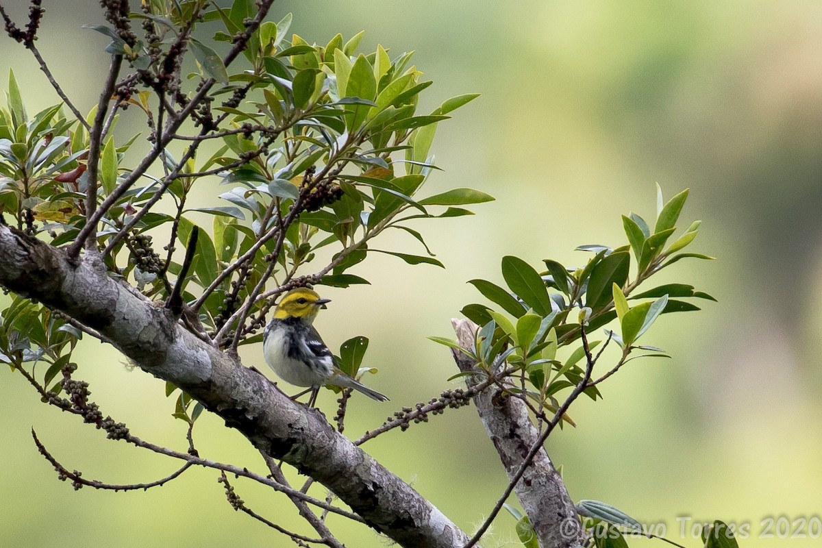 Black-throated Green Warbler - ML613335121