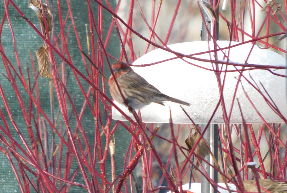 eBird Checklist 8 Jan 2024 Sherwood ParkHeritage Wetlands Park 5 species