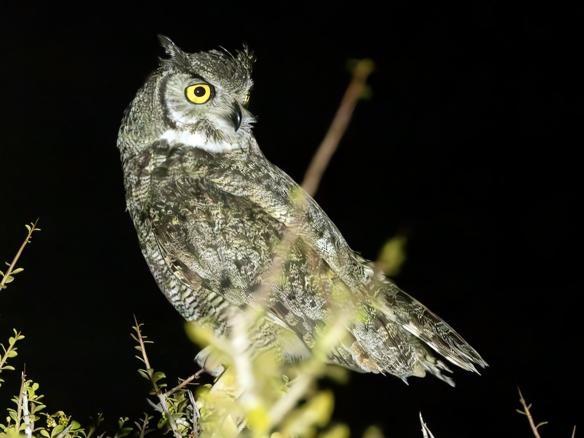 Lesser Horned Owl - ML613335891