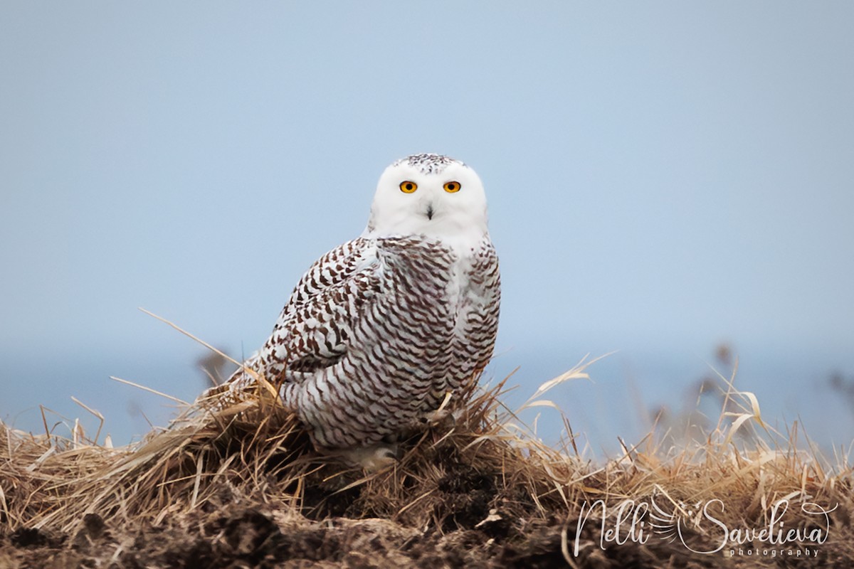 EBird Checklist 2 Jan 2024 Wolfe Island 1 Species   1200