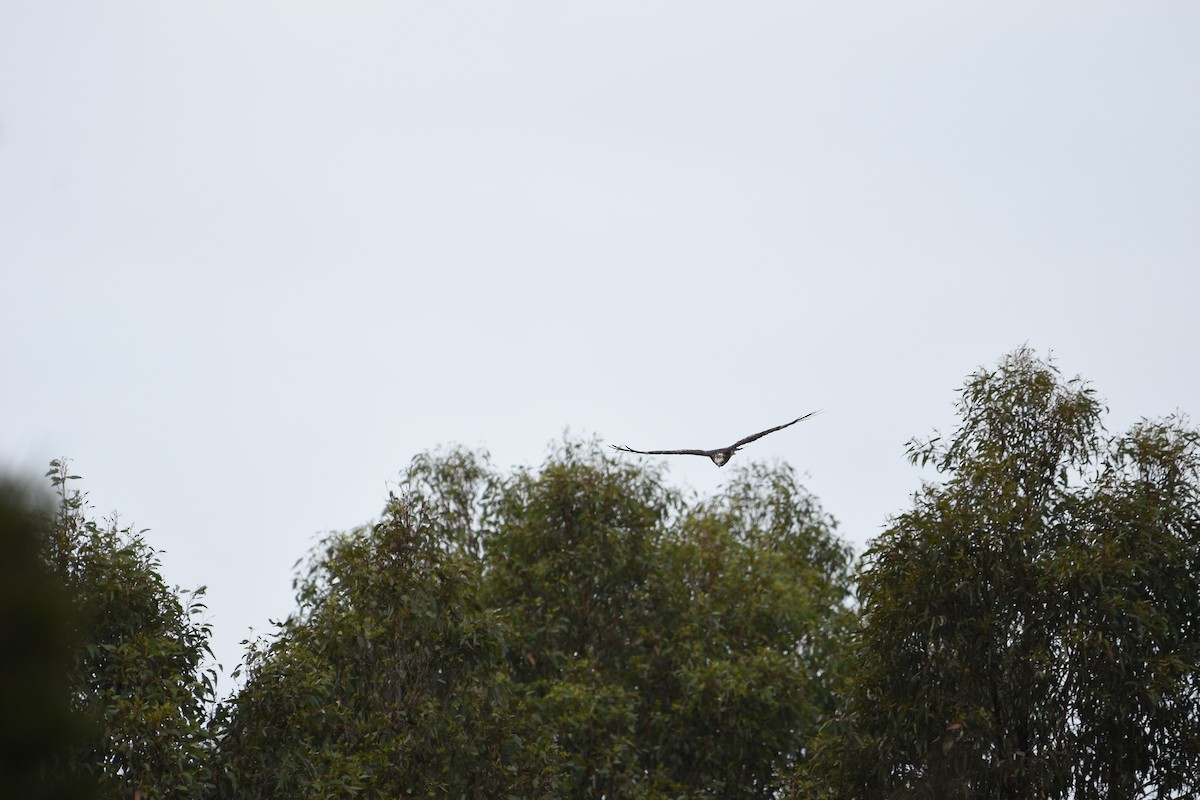 Square-tailed Kite - ML613336047