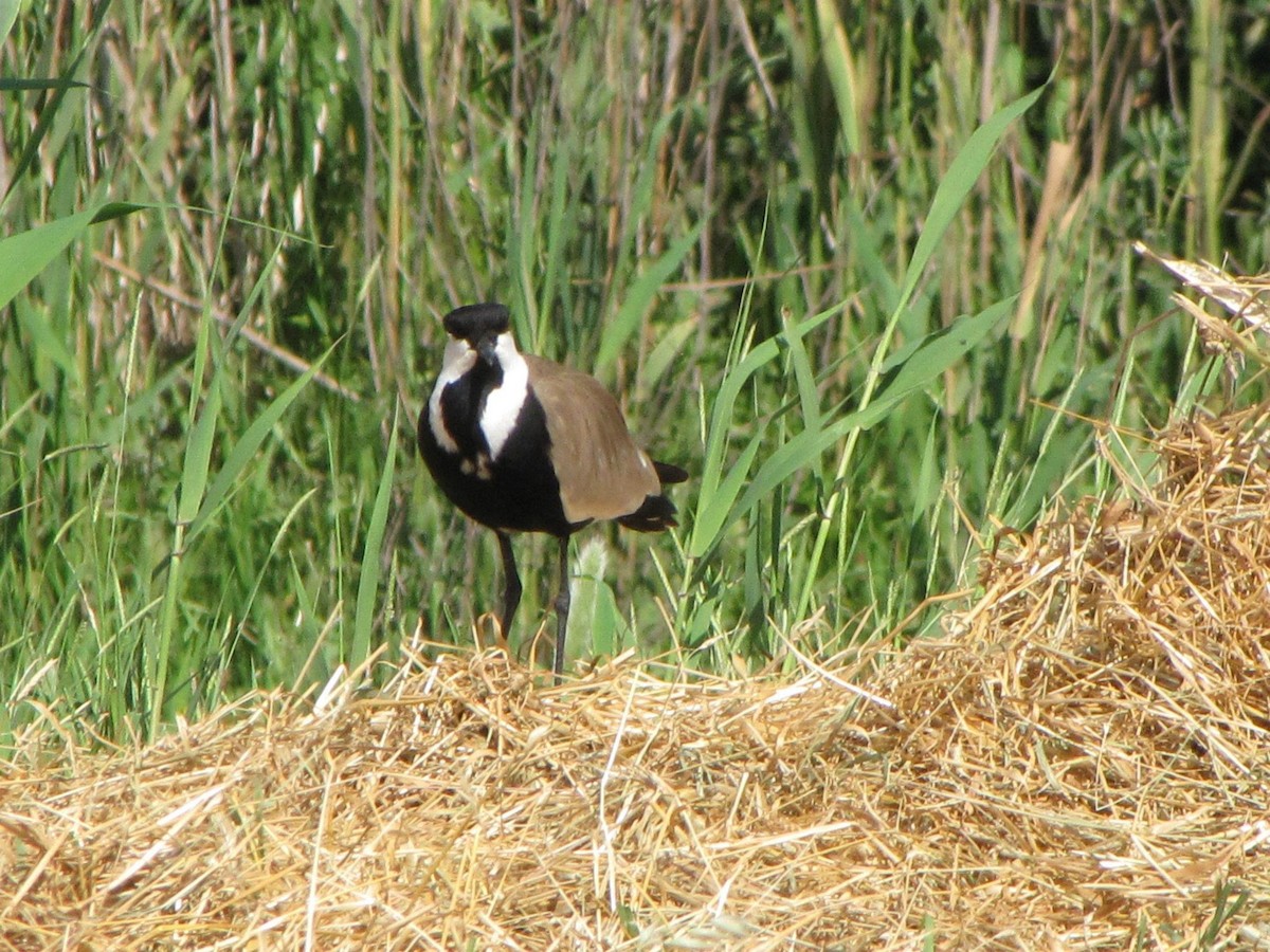Spur-winged Lapwing - ML613336066