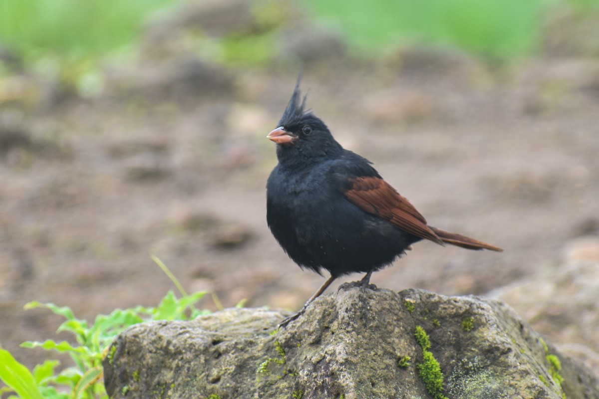 Crested Bunting - ML613336198