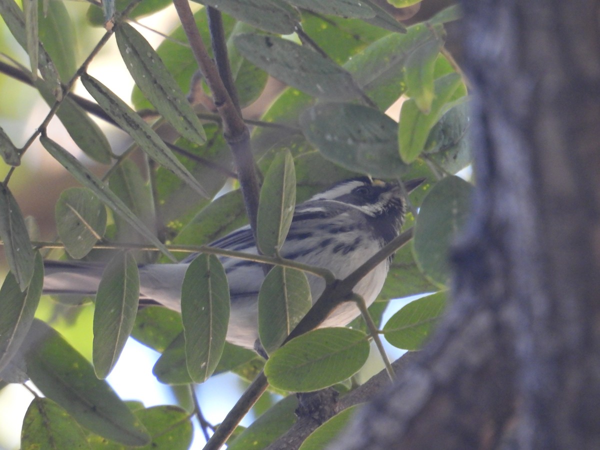 Black-throated Gray Warbler - ML613336319