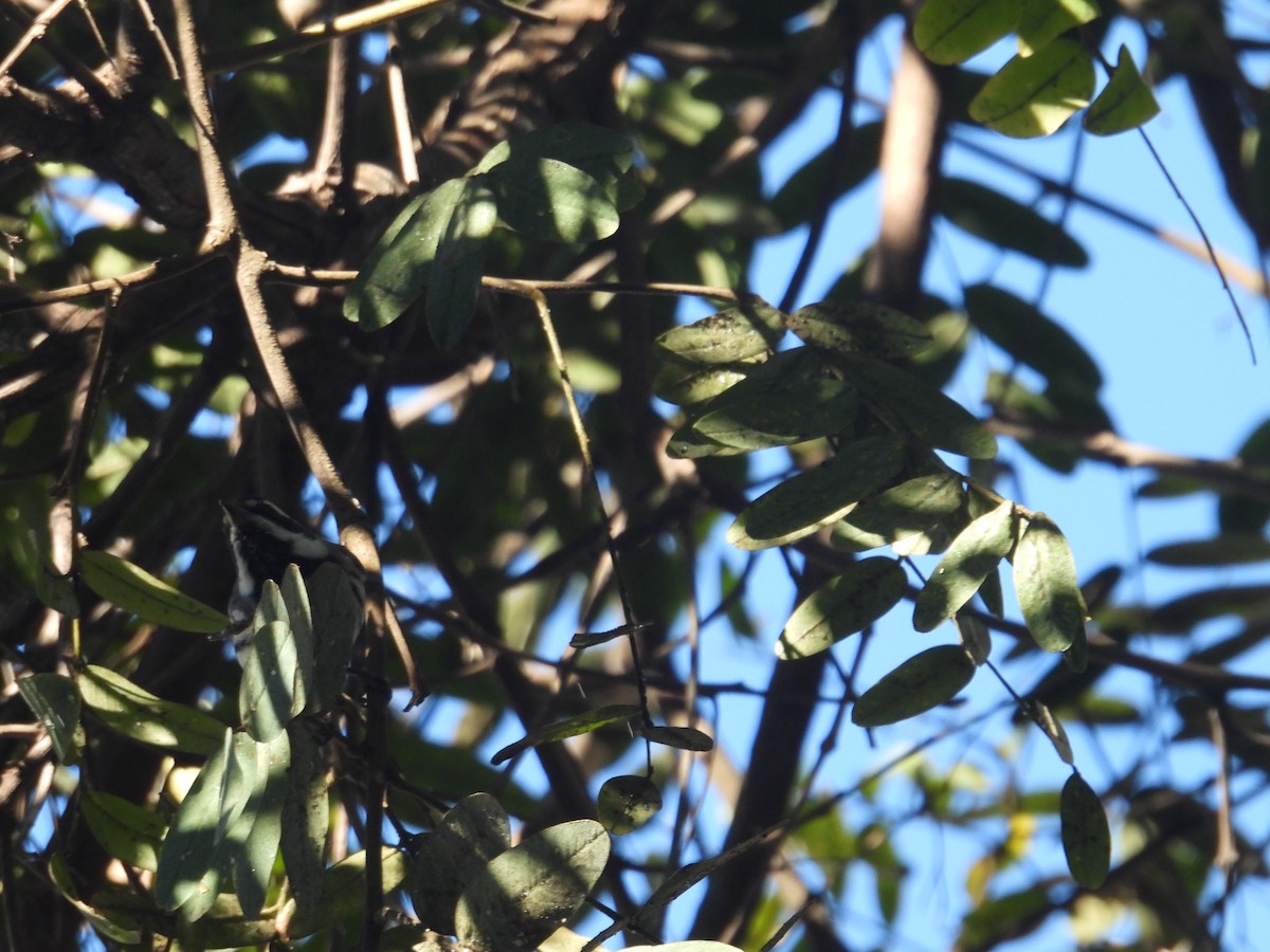 Black-throated Gray Warbler - ML613336320