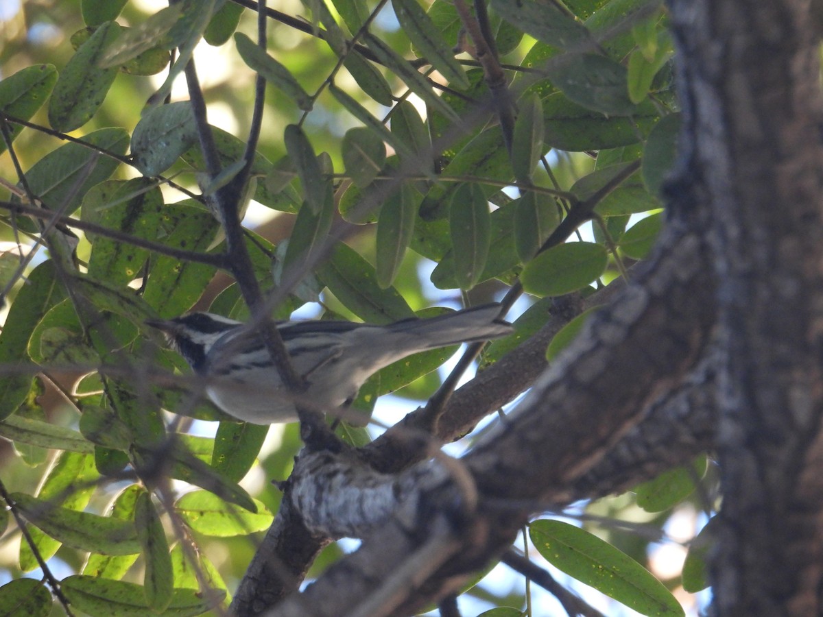 Black-throated Gray Warbler - ML613336323