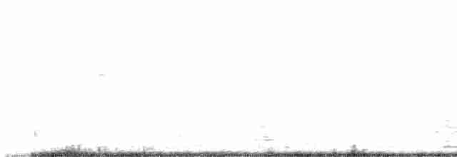 svarthetteparakitt - ML613336327
