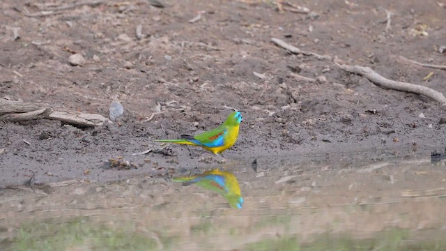 Turquoise Parrot - ML613336328