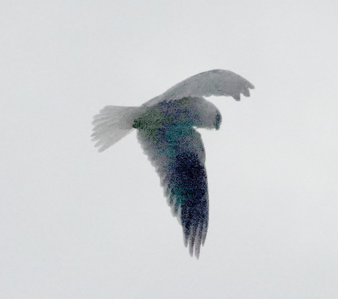 Black-shouldered Kite - ML613336376